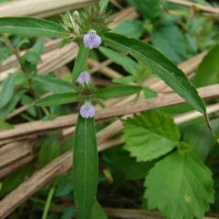 Rostellularia procumbens (L.) Nees